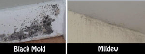 air quality effected by mildew and mold